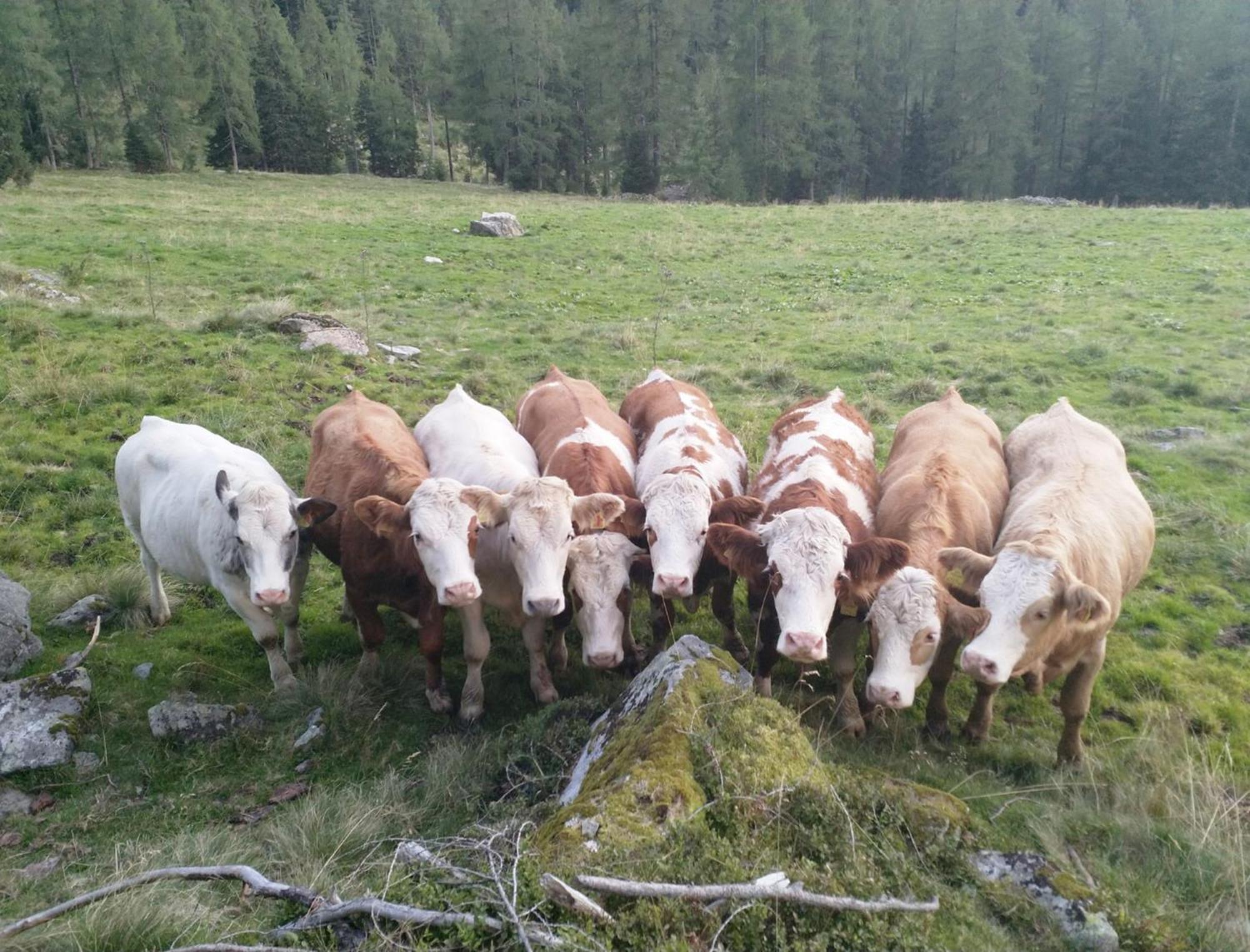 Haufhof-Pension Am Bauernhof, Haus Im Ennstal Bei Schladming Dış mekan fotoğraf